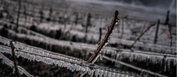Winzer verzweifelt – Frost hat ein Drittel der Weinernte Frankreichs zerstört